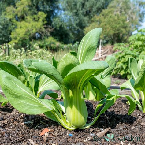 When To Harvest Bok Choy Cabbage | The Rex Garden
