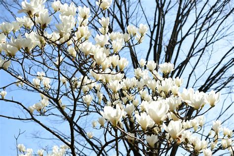 Plant These 6 Trees In February To Shape Your North Carolina Garden For Years