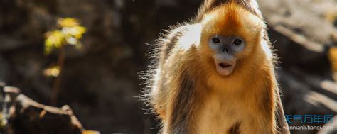 1968年属猴人是什么命 生于1968年的属猴人命运 - 万年历
