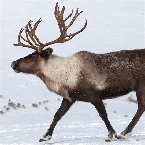 Science Snapshots: Reindeer Chew in their Sleep