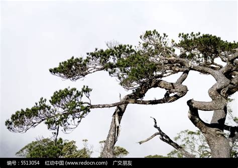 五指山景区的千年古松树图片高清图片下载_红动网
