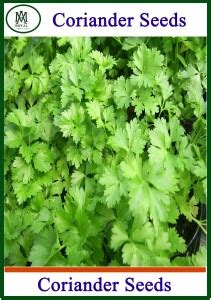 AM Royal Coriander Seeds Seed Price in India - Buy AM Royal Coriander ...