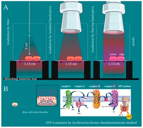 Improving Consistency of Photobiomodulation Therapy: A Novel Flat-Top ...