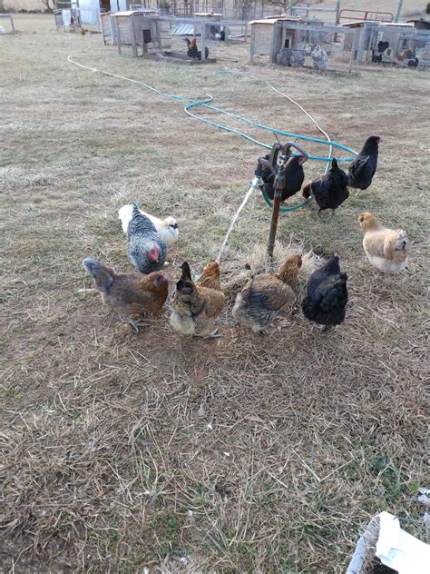 Can Chickens Have Bananas