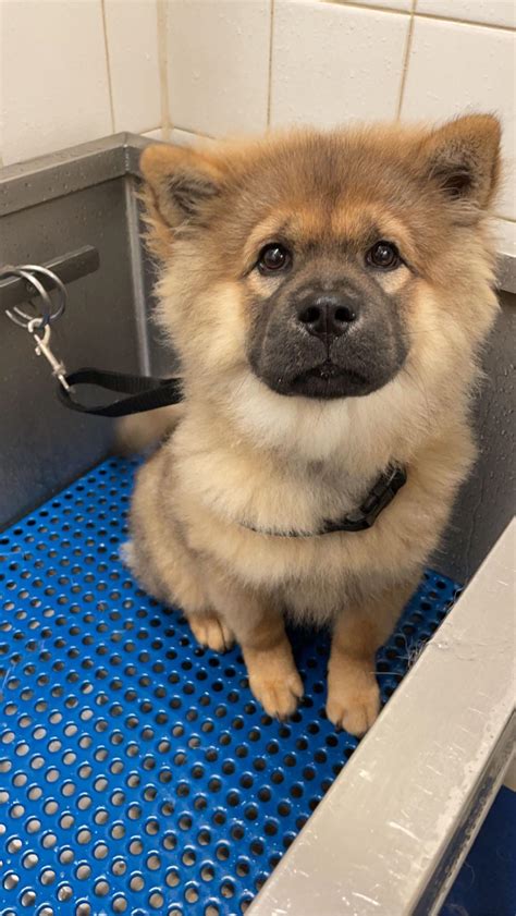 German Shepherd Chow Mix Puppies