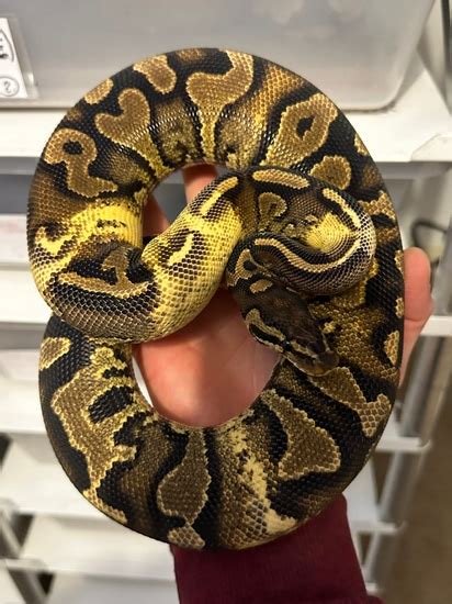 Image result for Chimera Ball Python