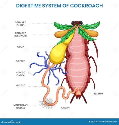 Image result for Digestive System of Cockroach