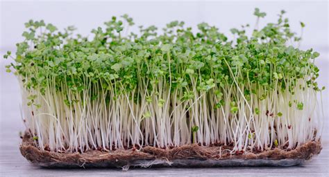Everything You Need To Know About Easy Growing Microgreens.