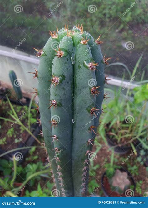 Trichocereus Pachanoi Known As San Pedro Cactus Rise Eye-catching ...