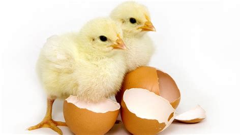 鸡蛋如何孵出小鸡-百度经验