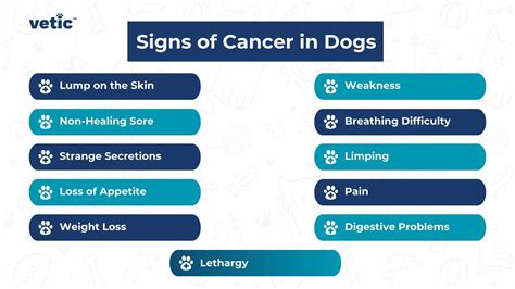 Jaundice in Dogs: Signs, Causes, Treatment and Prognosis