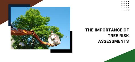 Understanding Tree Risk Assessments for Safer Landscapes in Indianapolis