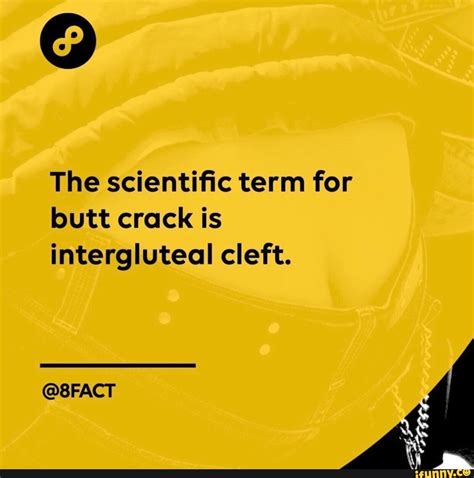 The scientific term for butt crack is intergluteal cleft. @8FACT - iFunny