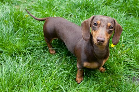 Miniature Dachshund: Dog Breed Characteristics & Care