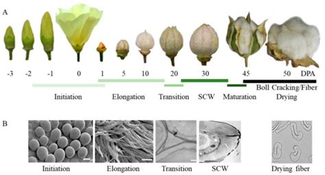 Genetic and Molecular Regulation of Cotton Fiber Initiation and Elongation