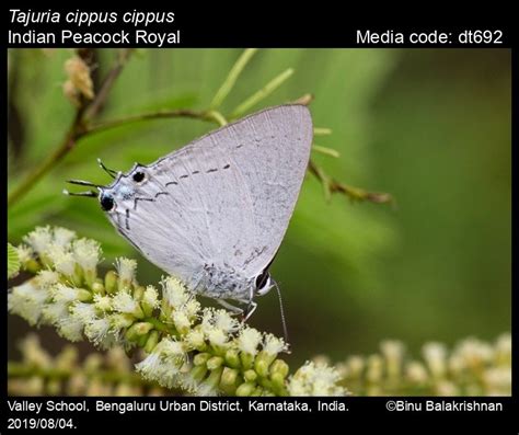 Tajuria cippus | Butterfly