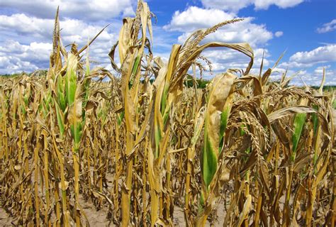 Impacts of climate change and ozone air pollution on crop production - WUN