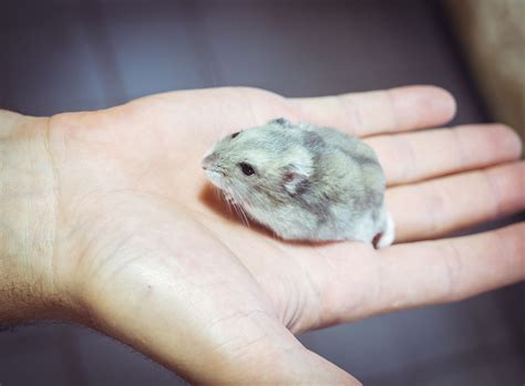 Chinese Dwarf Hamster