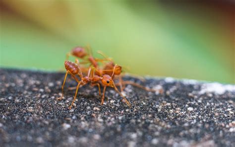 Fire Ant Bites First Aid: Treatment, and Prevention | STC