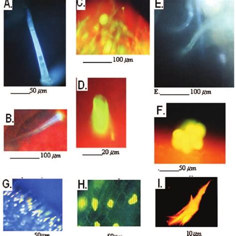 Microscope Cell 的图像结果