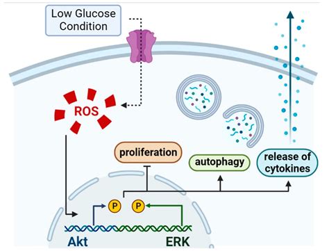 Glucose Starvation-Caused Oxidative Stress Induces Inflammation and Autophagy in Human Gingival ...