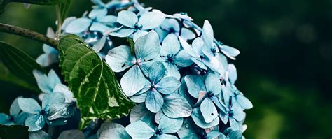 Download wallpaper 2560x1080 hydrangea, flowers, bushes, petals, blue ...