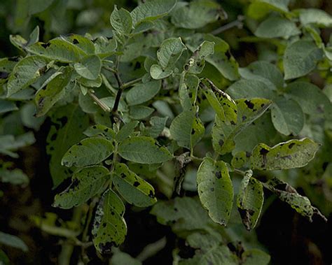 Tipps zur Bekämpfung von Alternaria | agrarheute.com