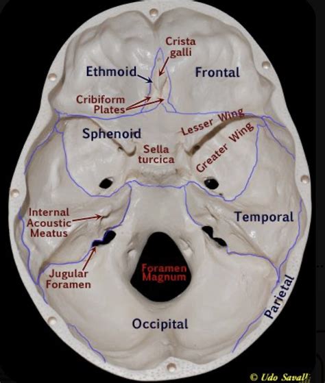 Internal Auditory Meatus Skull