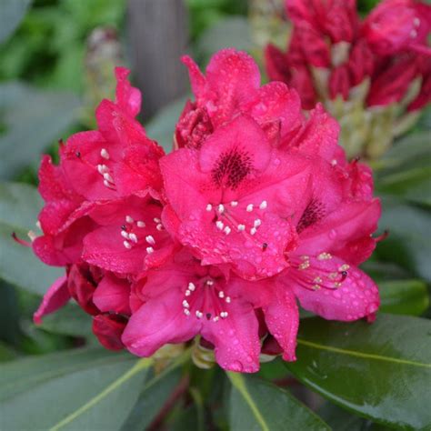Nova Zembla Rhododendron – Gorgeous Shrub with Bold Red Blooms