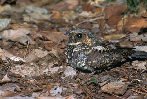 Eastern Whip-poor-will recovery strategy | ontario.ca