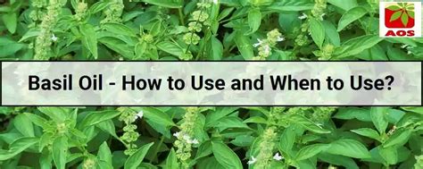 Basil Oil - Know Benefits, How to Use & More | AOS Blog