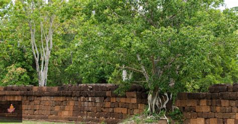 Buddha Tree 的图像结果