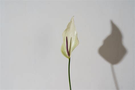 Anthuriums - Farmerr