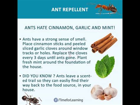 Pin by Debbie Benefield on Smart Hacks | Best insect repellent, Food source, Ant repellent