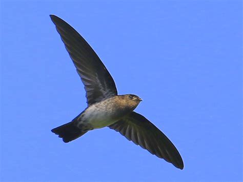 Cave Swiftlet - eBird