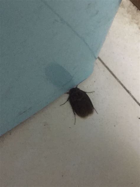 一毫米左右的小圆虫，幼虫是浅褐色，成年虫是深褐色，去年夏天发现的，白色墙上，天花板上，地板上有。_百度知道