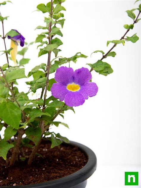 Buy Thunbergia Erecta Nana, Meyenia Erecta Nana, Bush Clock Vine (Blue ...