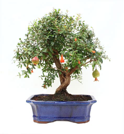 Punica granatum | Granado | Ficha técnica bonsái mediterráneo