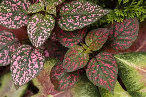 Pink Polka Dot Plant Information