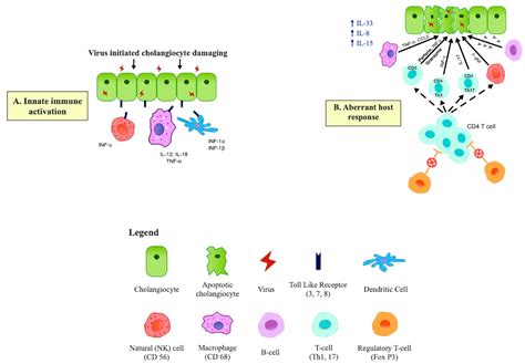 Biliary Atresia: Clinical Phenotypes and Aetiological Heterogeneity