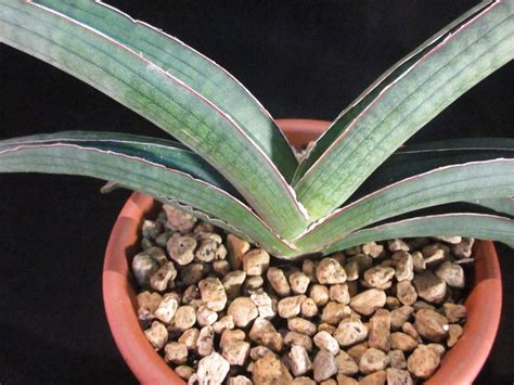 Sansevieria 『 sp.Angola 』 入手困難 | COOL-PLANTs