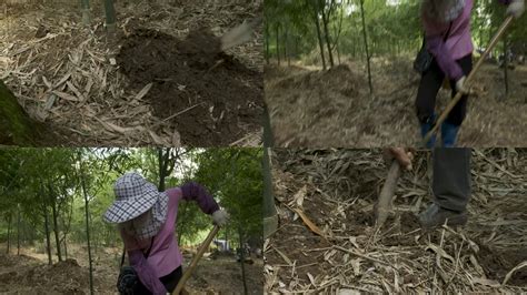 竹林挖竹笋，发现遍地是货越挖越大根，一会儿就挖几十斤#挖笋 #竹笋 #春笋 #农村【农人阿蓝】 - YouTube