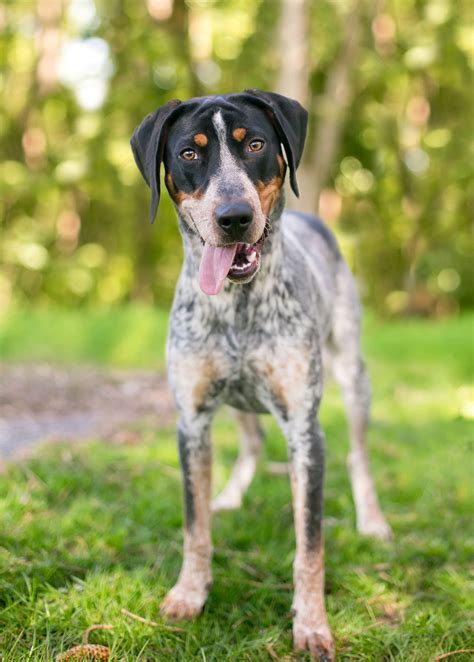 Spotted Dog Breeds | The Smart Dog Guide