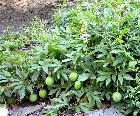 10 Seeds Cold Hardy Passion fruit (Maypop) purple flower PASSIFLORA ...