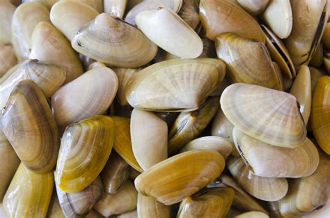 Pawleys Island Nature: A Shell Guide - Pawleys Island