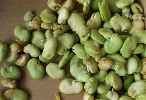 蚕豆的热量(卡路里cal),蚕豆的功效与作用,蚕豆的食用方法,蚕豆的营养价值