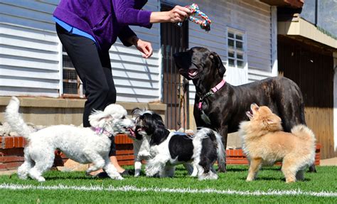 Sunnydays Pet sitters photo 1 - Sunnydays Pets