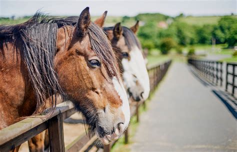 Tallest Horse Breed