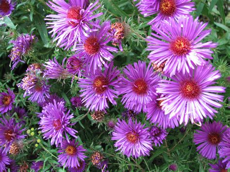 What Can I Plant Now In Pennsylvania at Amanda Barbour blog