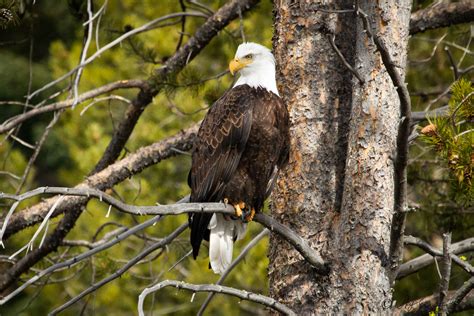 Record High Numbers of Bald Eagles Counted at Lake Tahoe - Take Care